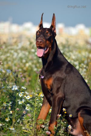 Dog Photo