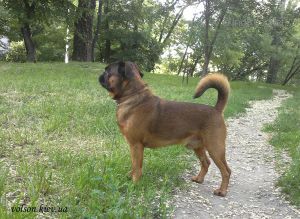 Dog Photo