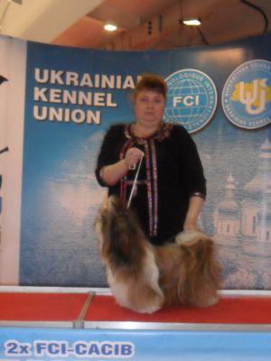 Dog Photo
