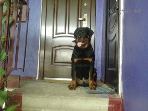 Dog Photo
