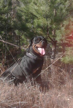 Dog Photo