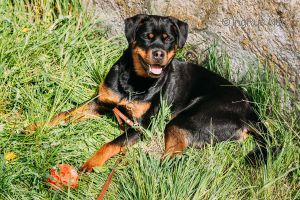 Dog Photo