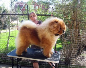 Dog Photo