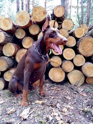 Dog Photo