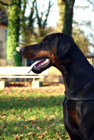 Dog Photo