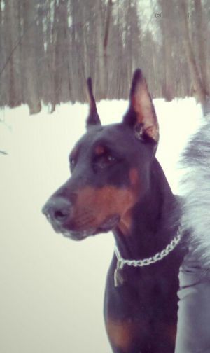 Dog Photo