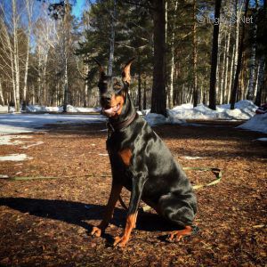 Dog Photo