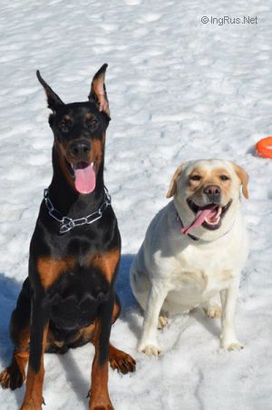 Dog Photo