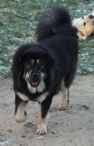 Dog Photo