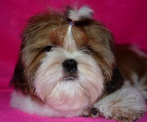 Dog Photo