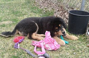 Dog Photo