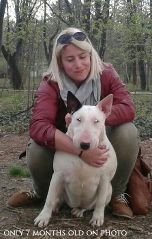 Dog Photo