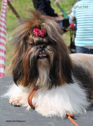 Dog Photo