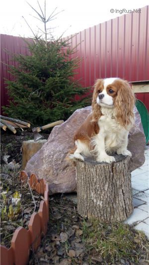 Dog Photo