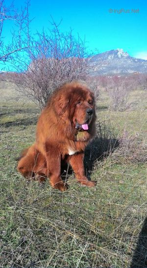 Dog Photo