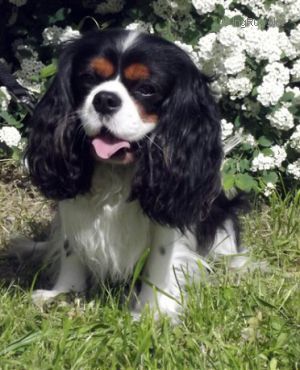 Dog Photo