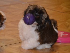 Dog Photo