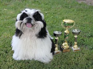 Dog Photo