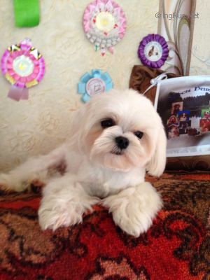 Dog Photo