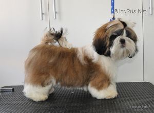 Dog Photo