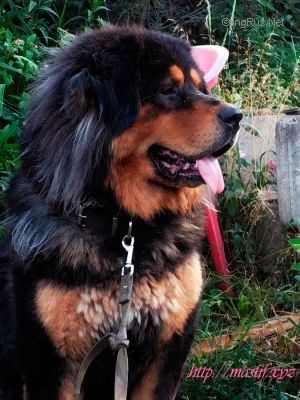 Dog Photo