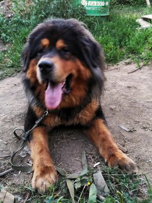 Dog Photo