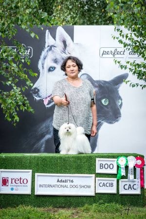 Dog Photo