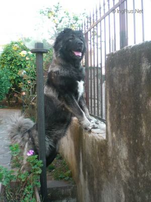 Dog Photo
