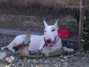 Dog Photo