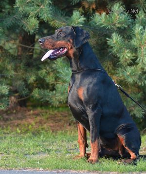 Dog Photo