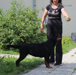 Dog Photo