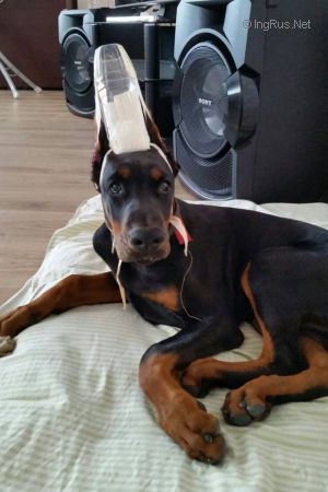 Dog Photo