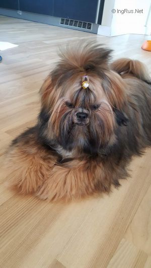 Dog Photo