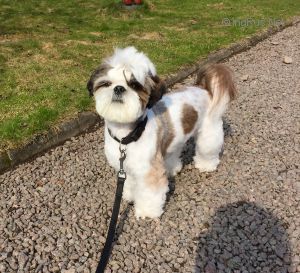 Dog Photo