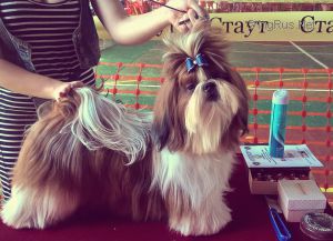 Dog Photo