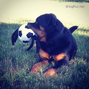 Dog Photo