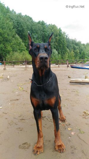 Dog Photo