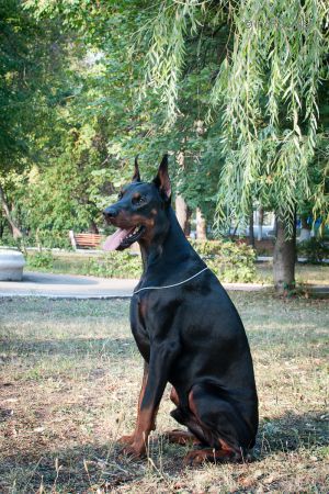 Dog Photo