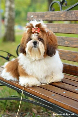 Dog Photo