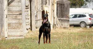 Dog Photo