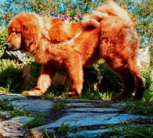 Dog Photo