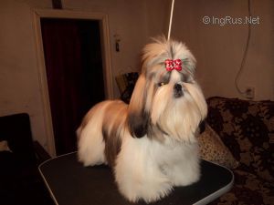 Dog Photo