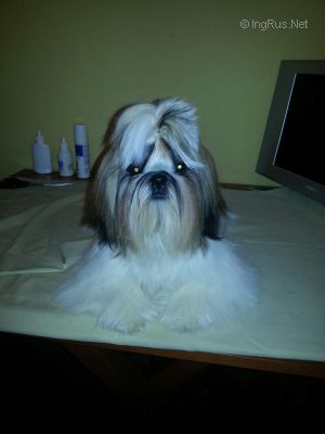 Dog Photo