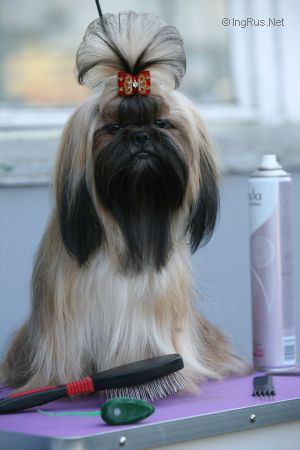Dog Photo