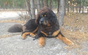 Dog Photo