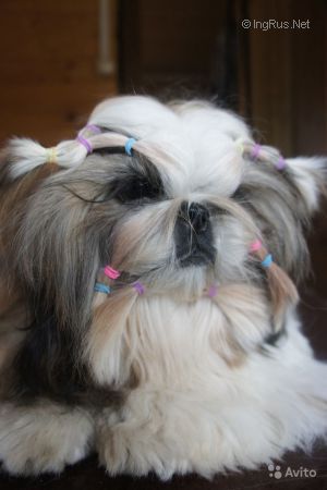 Dog Photo