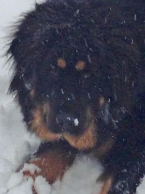 Dog Photo