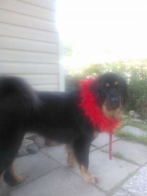 Dog Photo