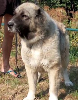 Dog Photo