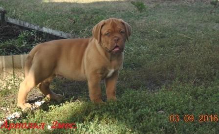 Dog Photo